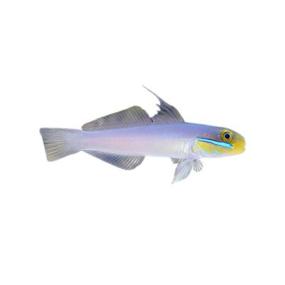 Goby - Golden Head Sleeper
