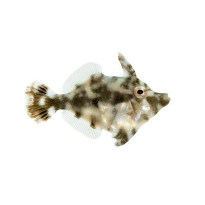 Filefish - Aiptasia Eating
