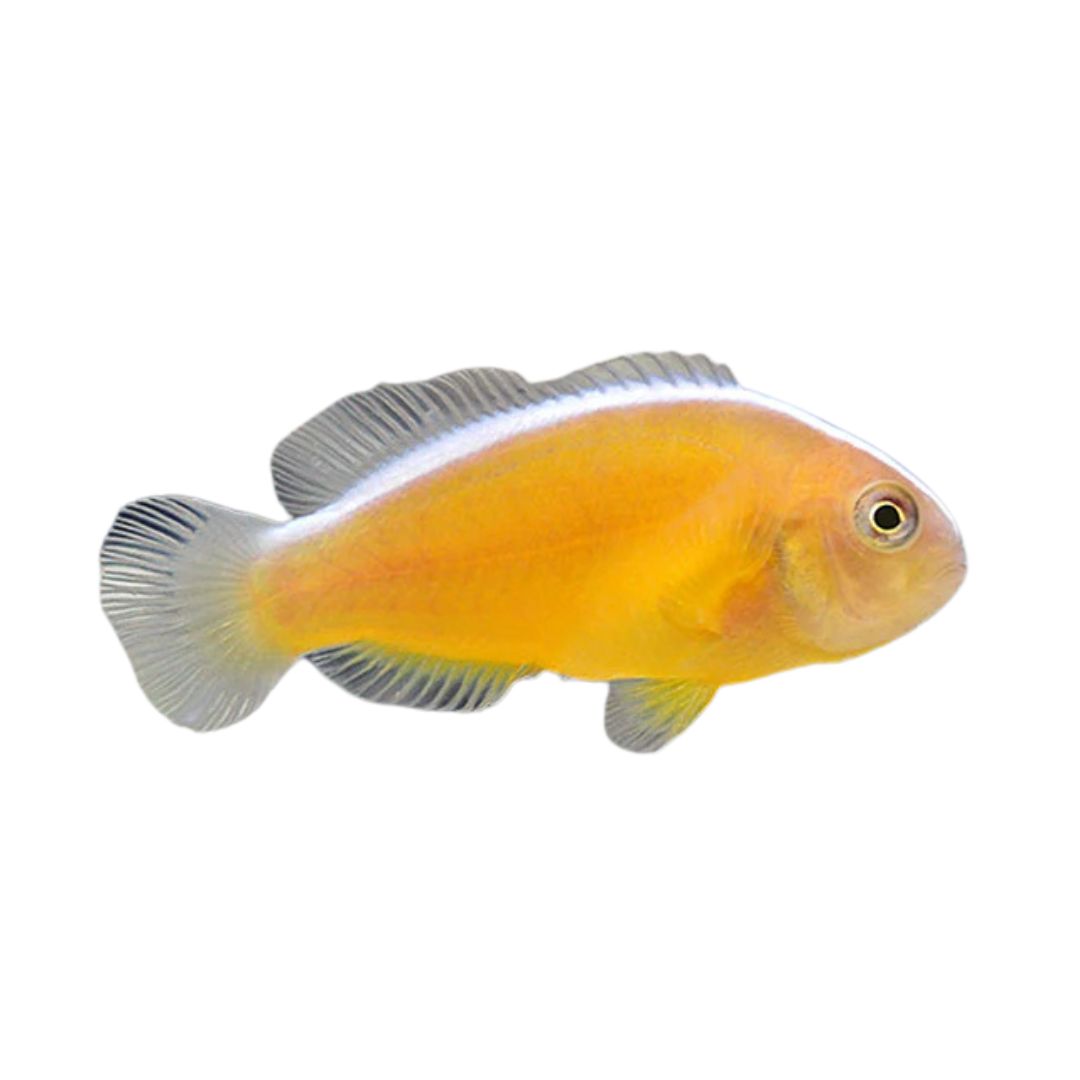 Clownfish - Skunk