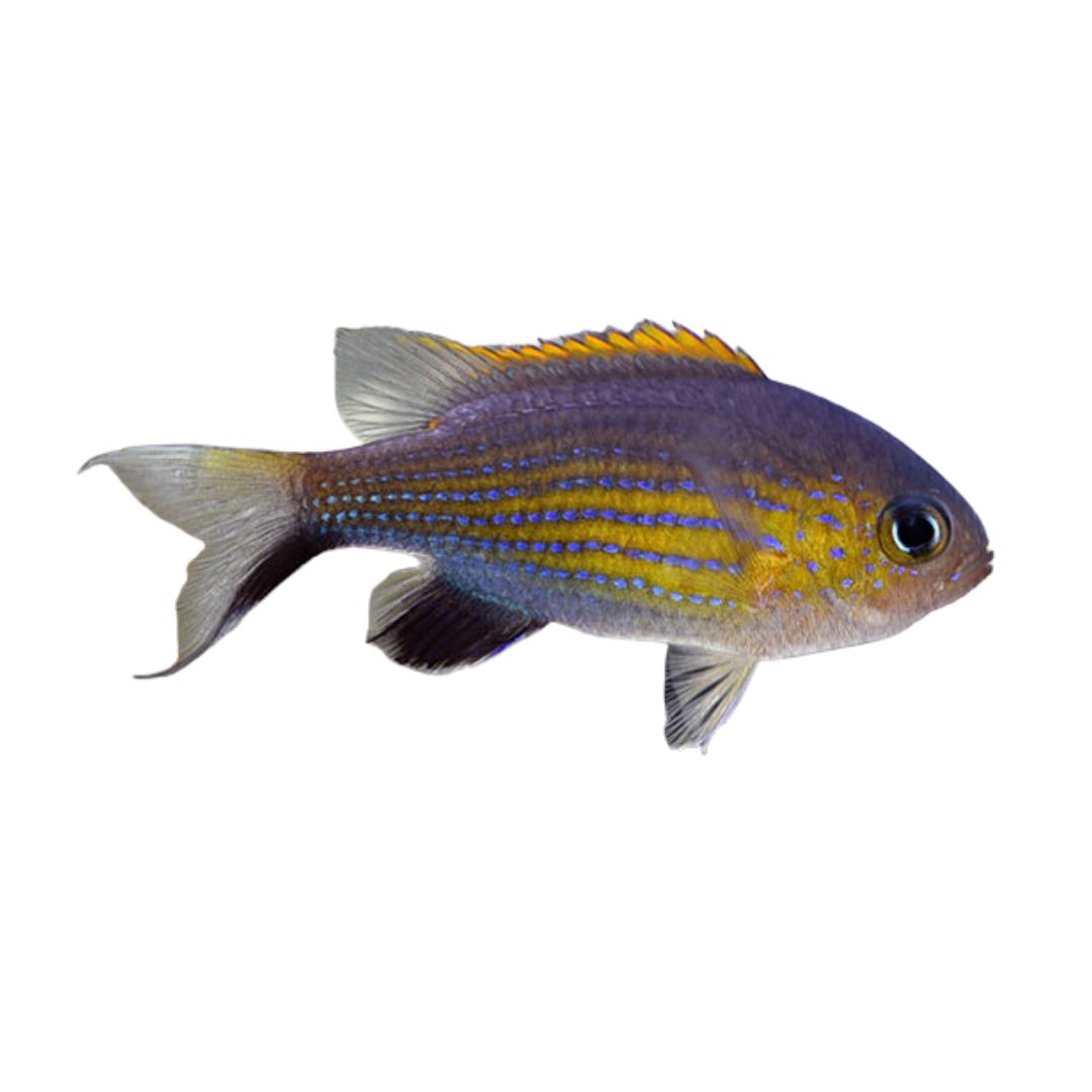 Chromis - Vanderbuilt