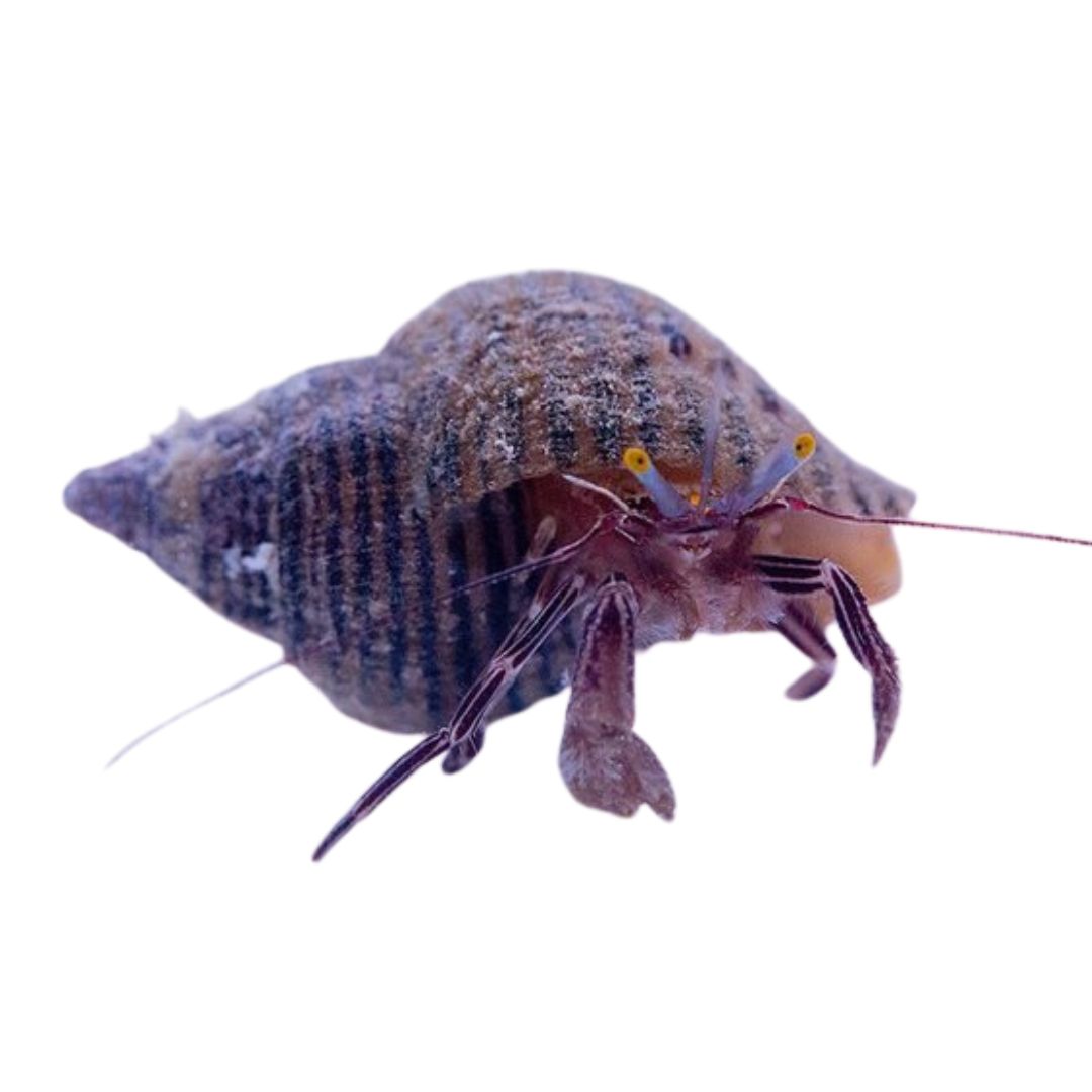 Hermit Crab - Purple Zebra