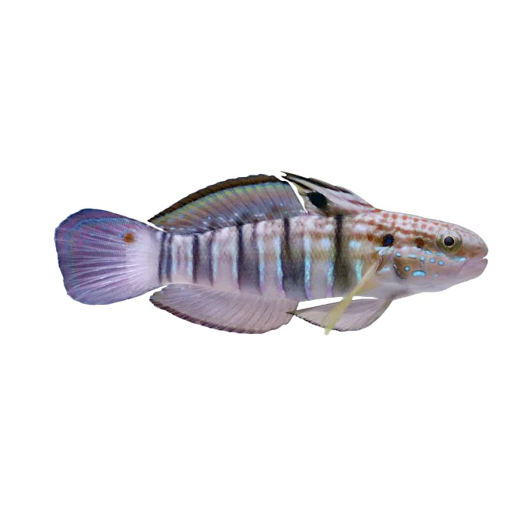 Goby - Bullet