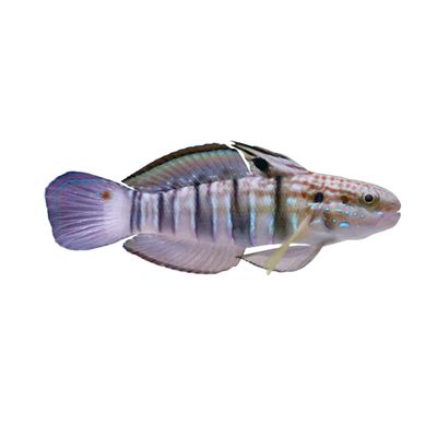 Goby - Bullet