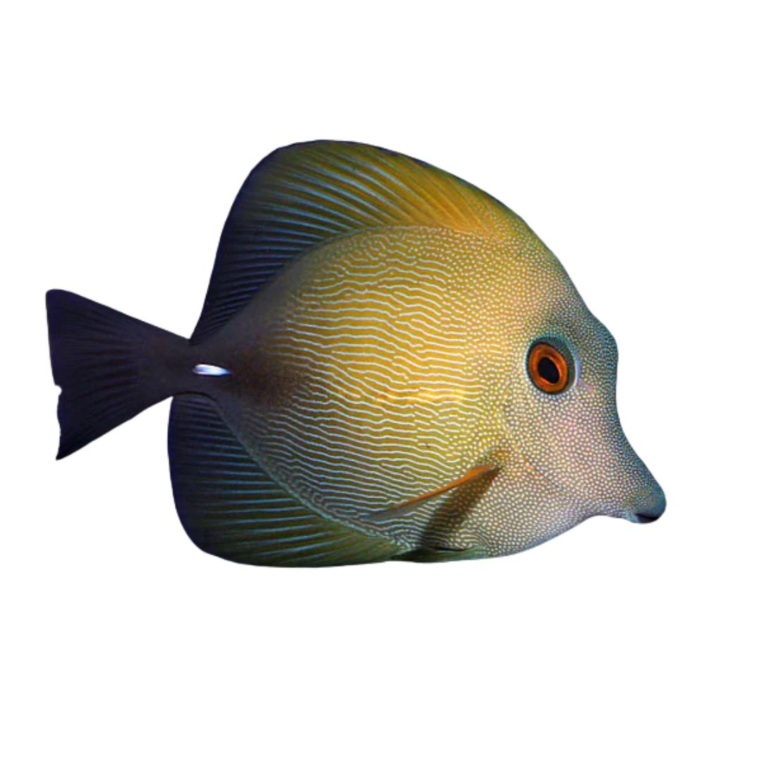 Tang - Scopas