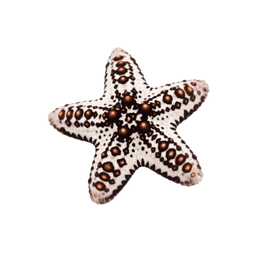 Starfish - Caramel McFlurry Chocolate Chip