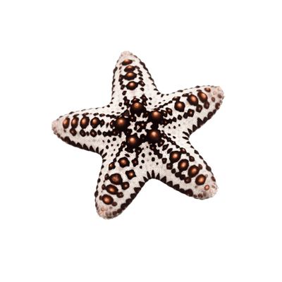 Starfish - Caramel McFlurry Chocolate Chip