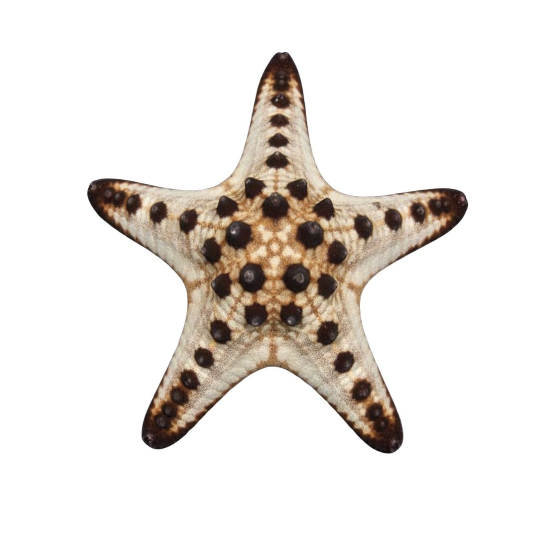 Starfish - Chocolate Chip