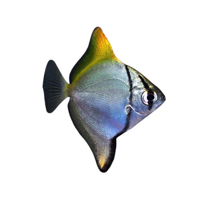 Mono Da Fish Mono Fish