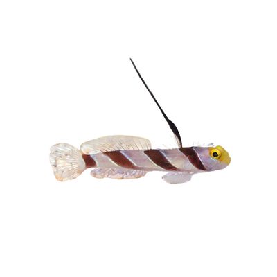 Goby - High Fin Red Banded