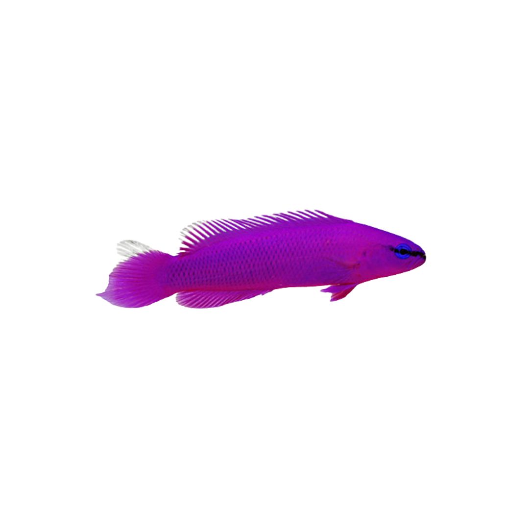 Dottyback - Purple