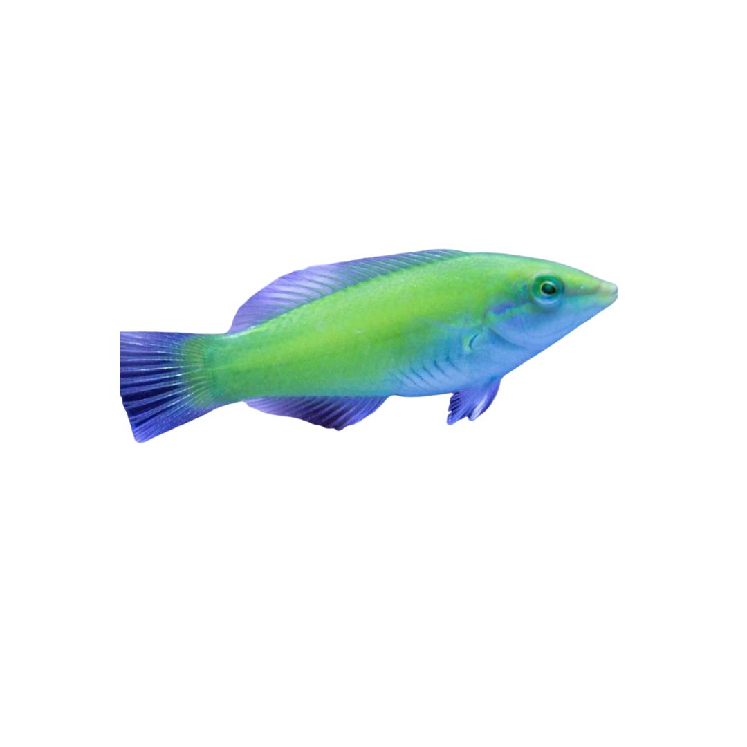 Wrasse - Green Coris