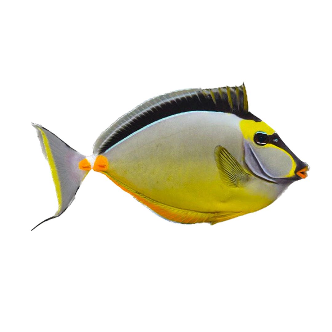 Tang - Naso