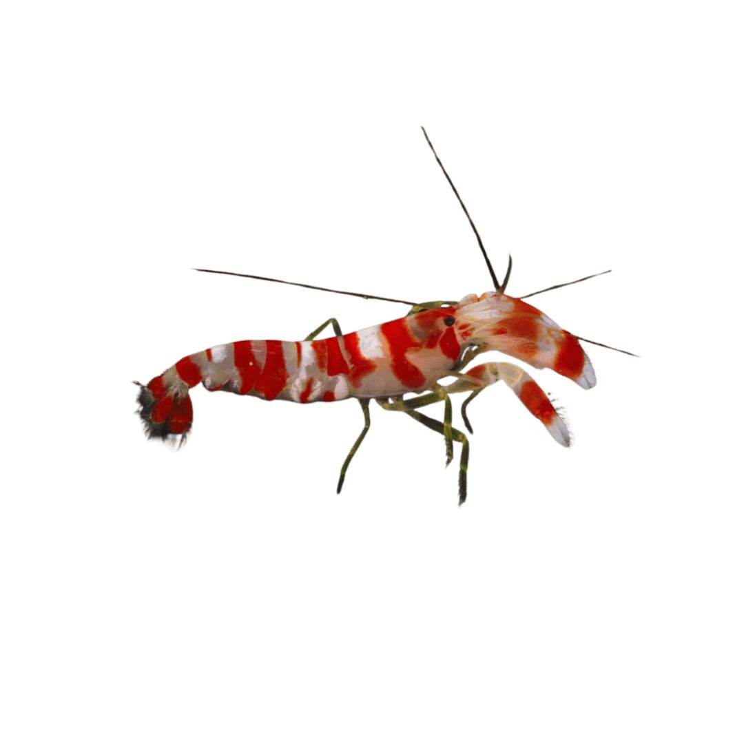 Shrimp - Candy Pistol