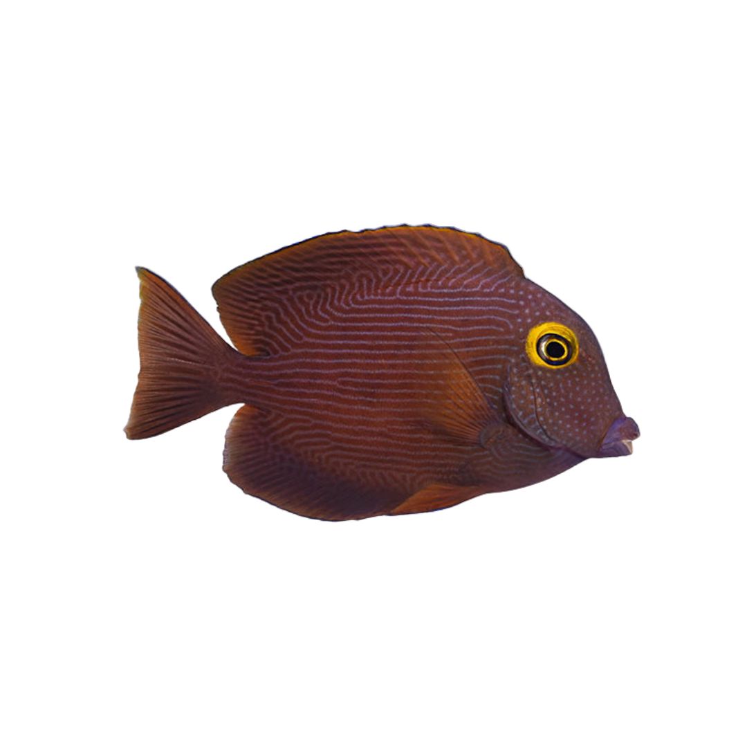 Tang - Yellow Eye Kole Tang Small