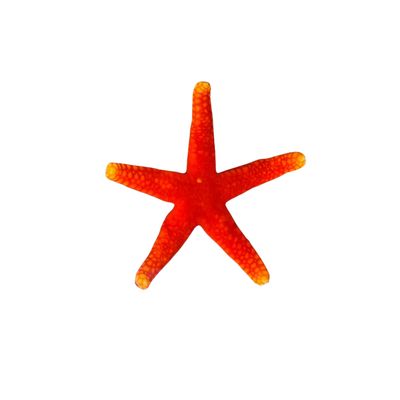 Starfish - Fromia Red w/ Yellow Tips