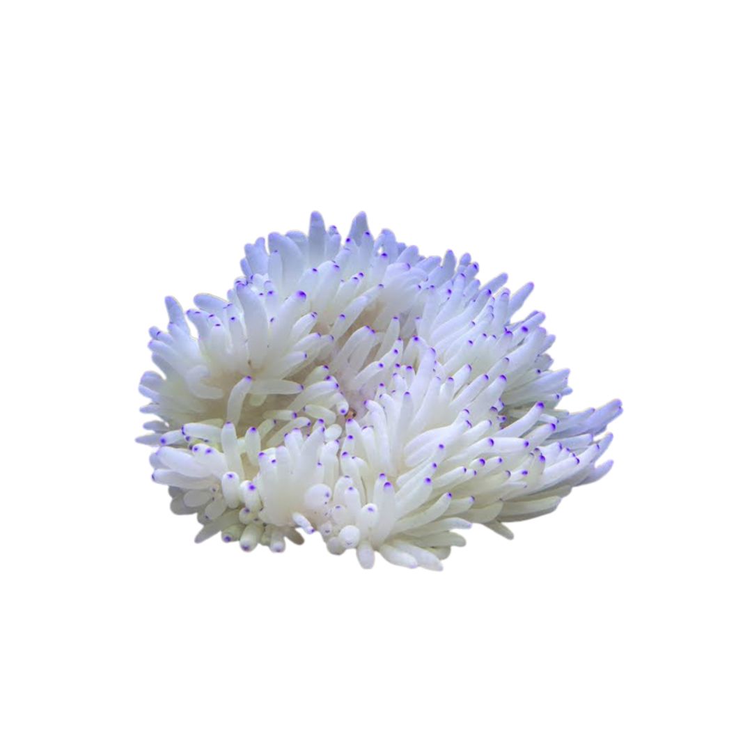 Anemone - Sebae (Purple Tip)