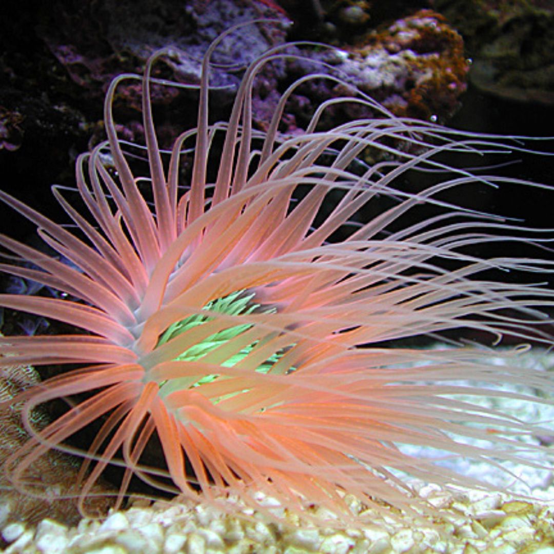 Tube Anemone (Pink W/ Green Center)