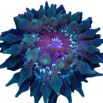 BTA - Nexus Jocker