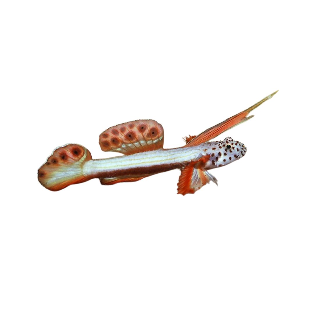 Goby - Griessingeri