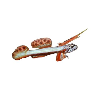 Goby - Griessingeri