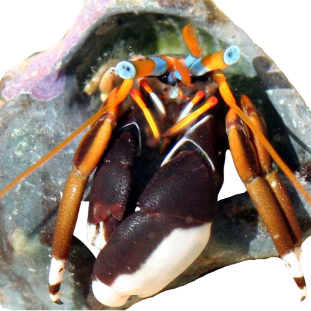 Crab - Left-handed Orange Hermit Crab