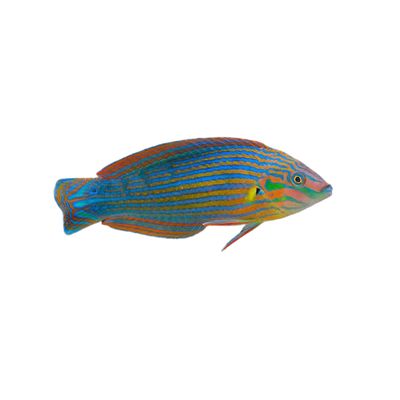Wrasse - Melanurus