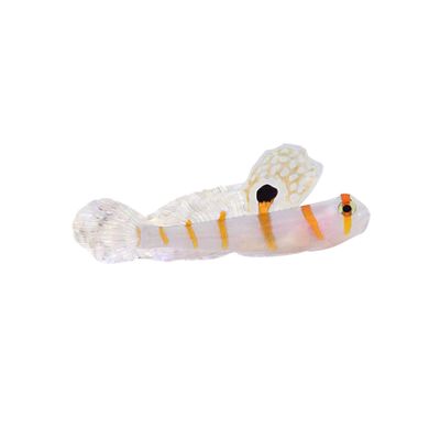Goby - Randall&#39;s Prawn
