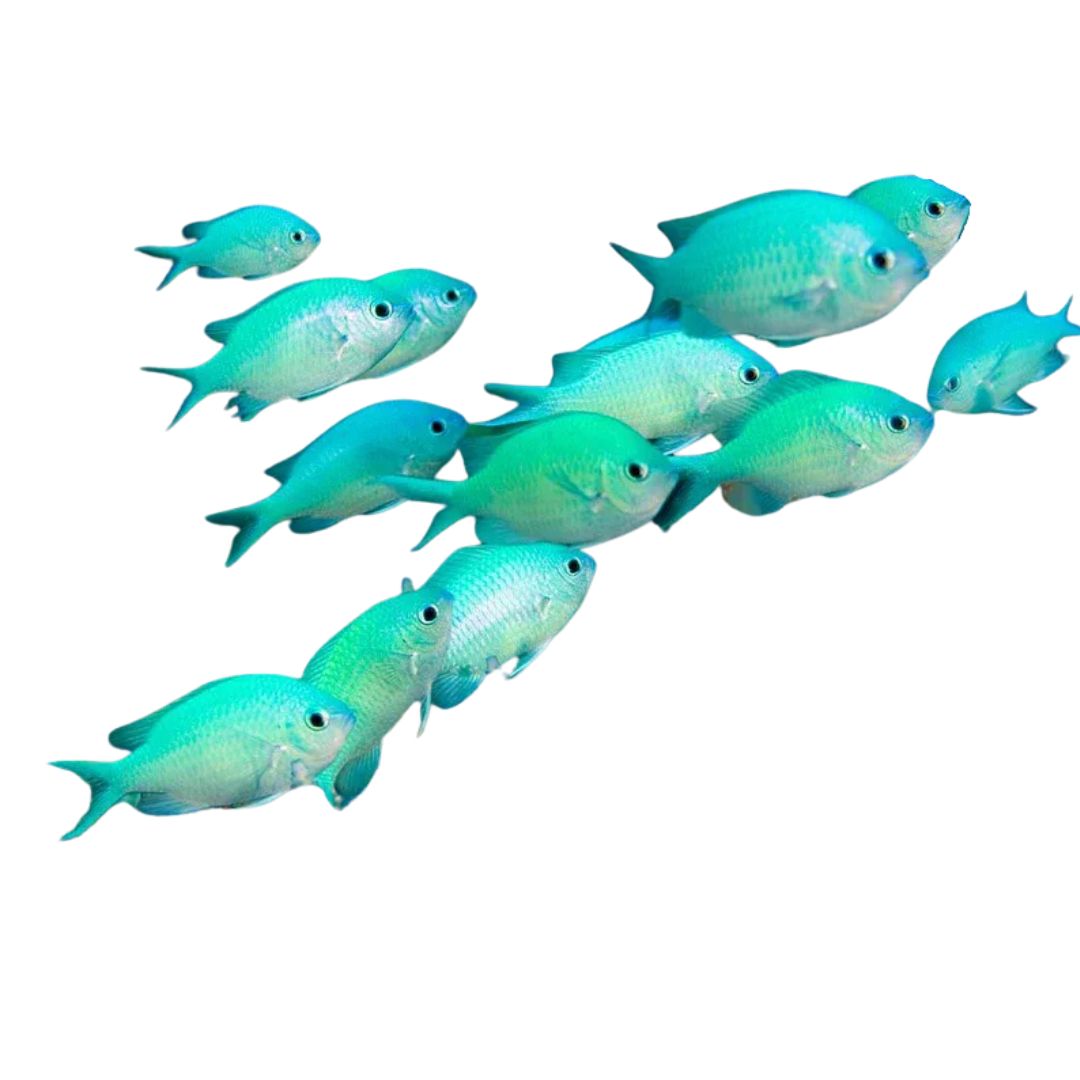Chromis - Green