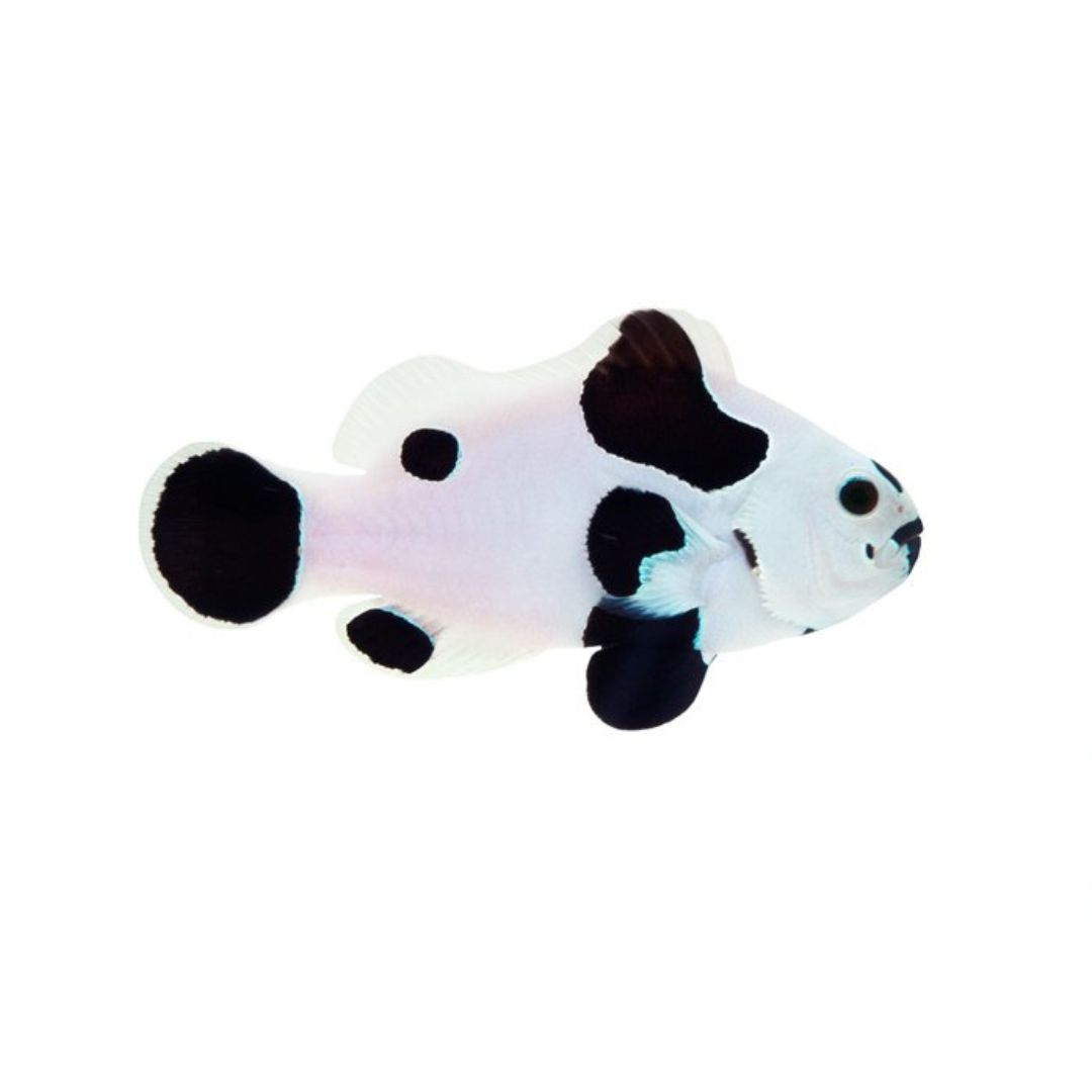 Clownfish - Black Storm