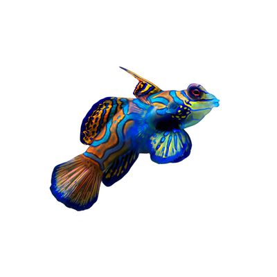 Goby - Green Mandarin