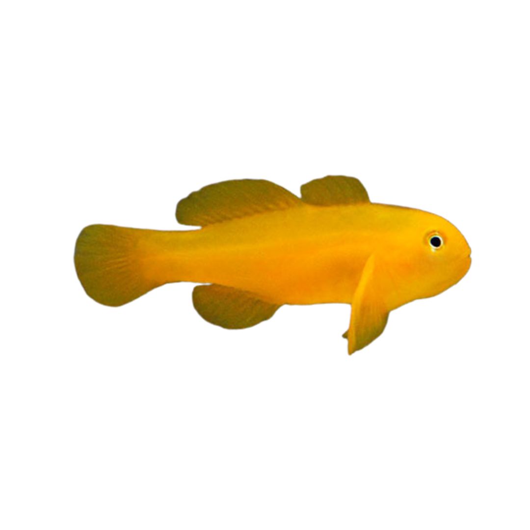 Goby - Yellow Clown