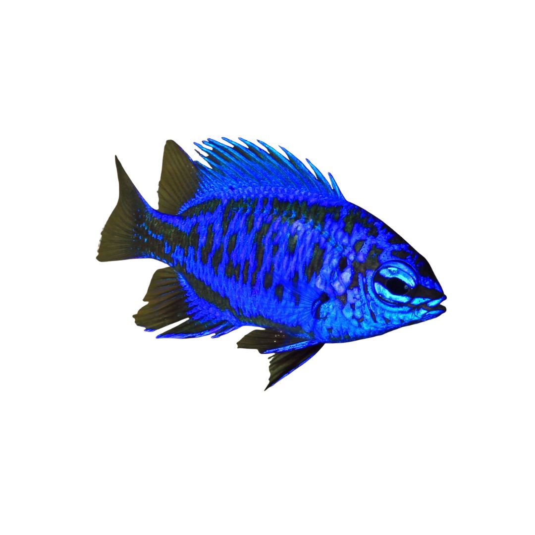 Damsel - Springeri Damsel