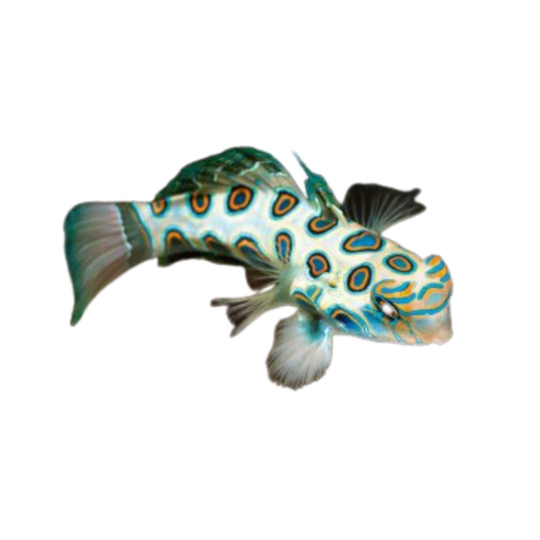 Goby - Psychedelic Mandarin