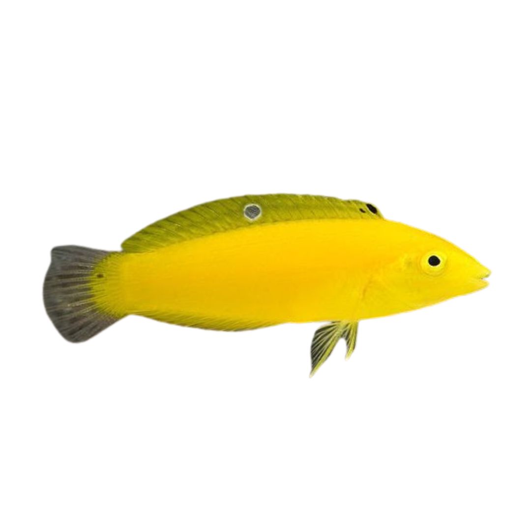 Wrasse - Yellow Coris