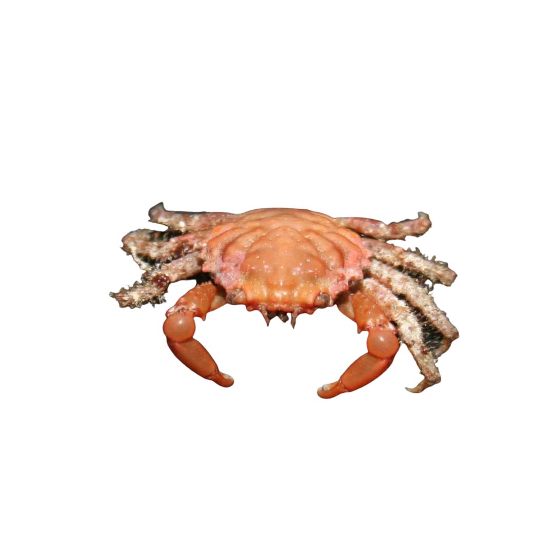 Crab - Red Emerald