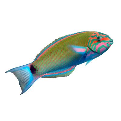 Wrasse - Lunar 
