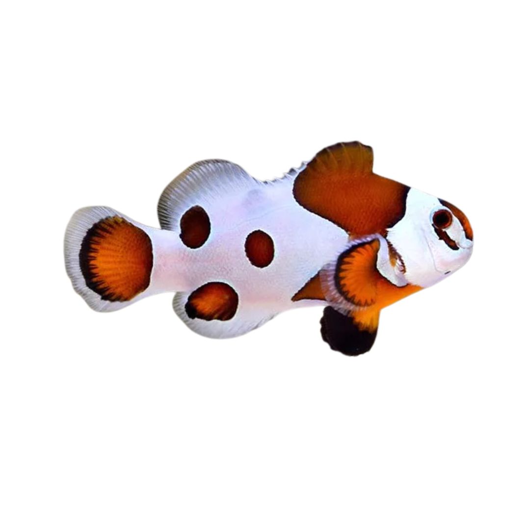 Clownfish - Mocha Storm