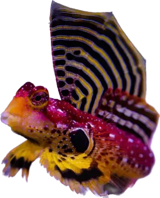 Blenny - Ruby Red Scooter