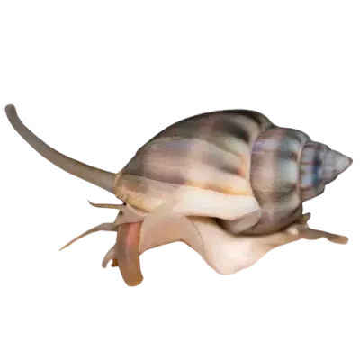 Snail - Nassarius Assorted