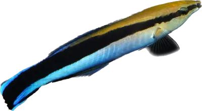 Wrasse - Blue Streak Cleaner