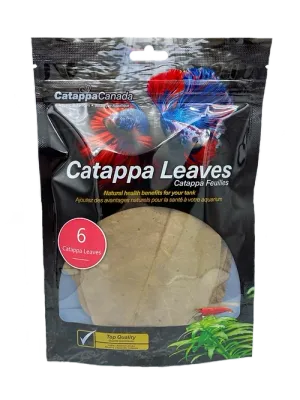 Catappa Leaves Regular