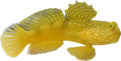 Goby - Yellow Watchman