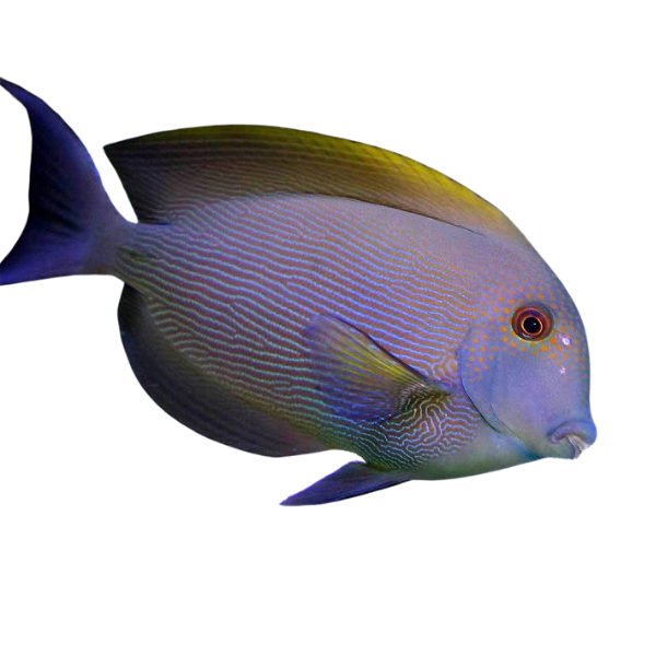 Tang - Orange Stripe Bristletooth