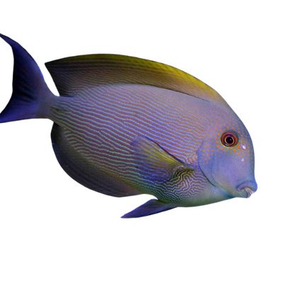 Tang - Orange Stripe Bristletooth