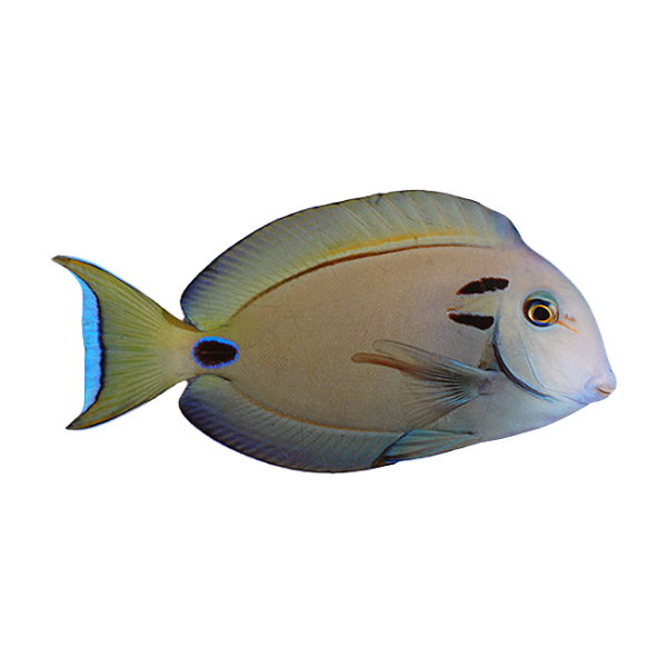 Tang - Lieutenant (Large)