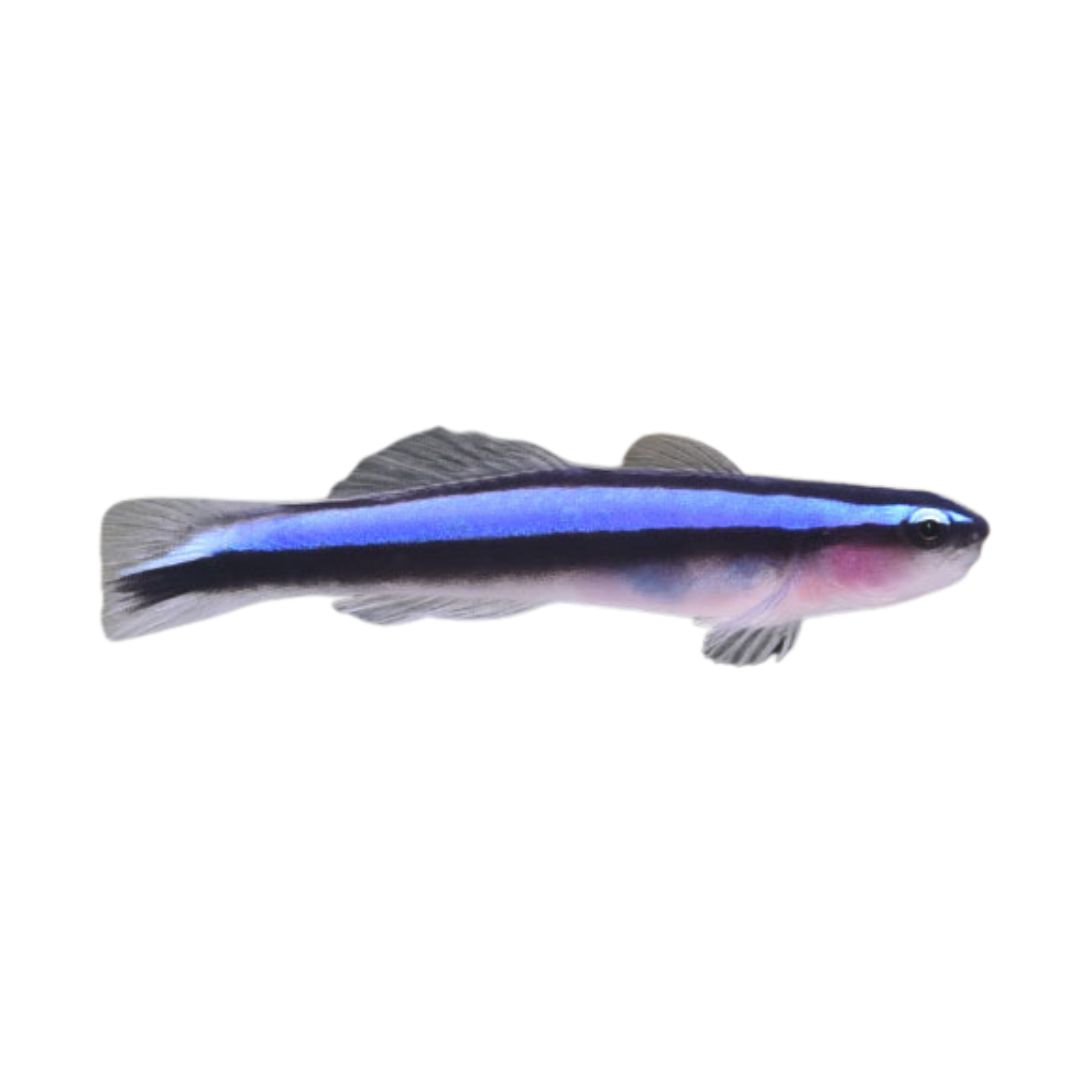 Goby - Neon