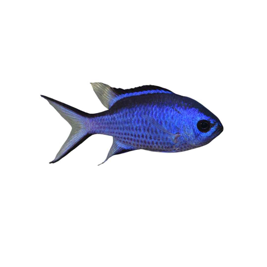Chromis - Blue Reef