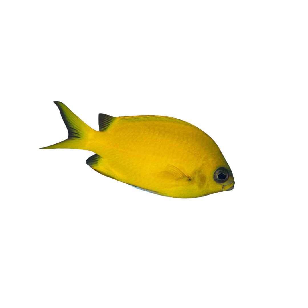 Chromis - Yellow