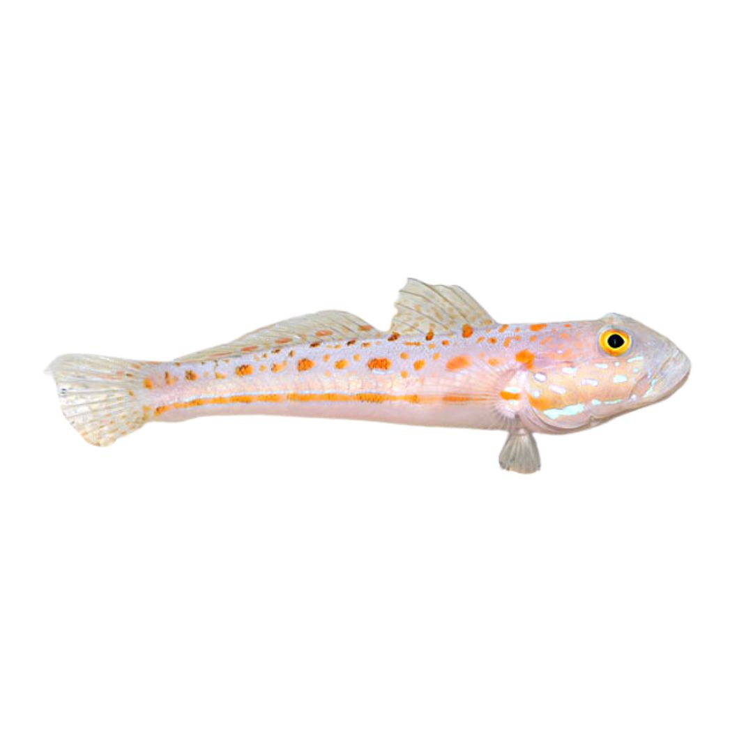 Goby - Diamond Goby