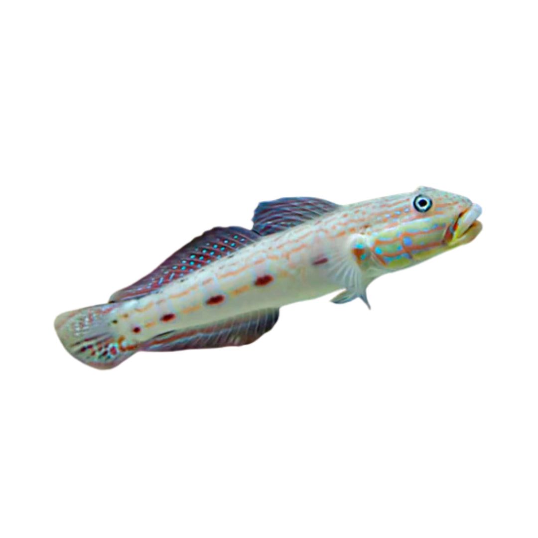 Goby - Striped Sleeper